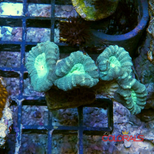 Caulastrea Sp Bi color M