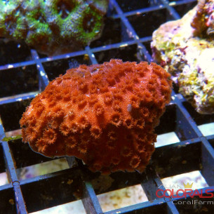 Cyphastrea Red S-M