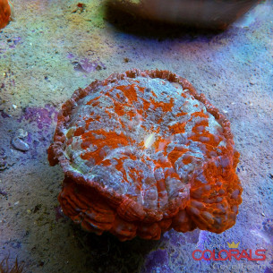 Cynarina cf. lacrymalis/Acanthophyllia Red Orange M-L