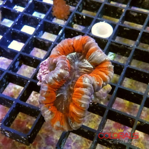 Trachyphyllia sp Multycolor S-M