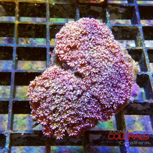 Goniopora Sp Red Yellow Eyers L