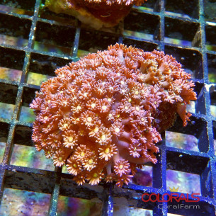 Goniopora Sp Red Yellow Eyers M