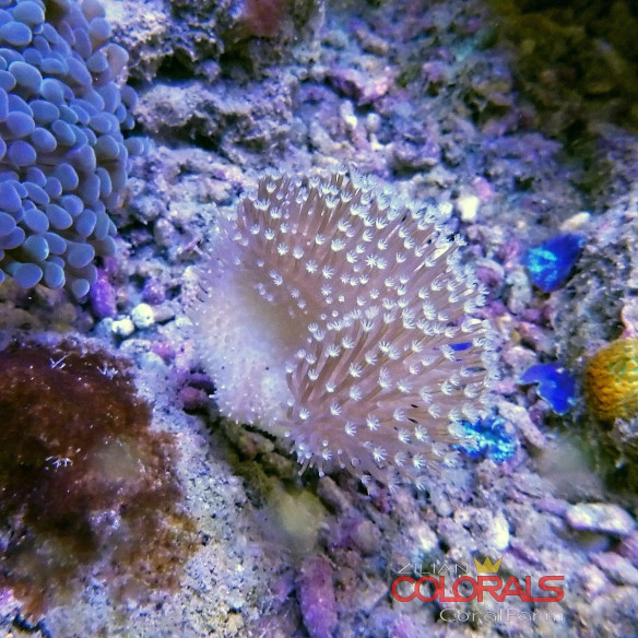 sacrophyton