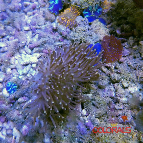 sacrophyton