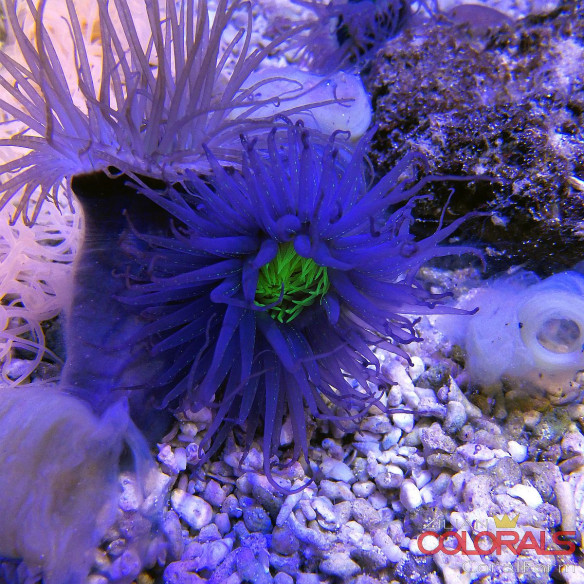 Cerianthus