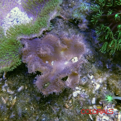 sacrophyton