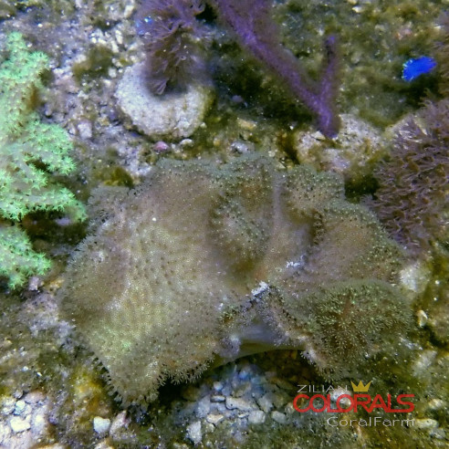 sacrophyton