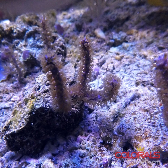 Pseudopterogorgia sp Purple M