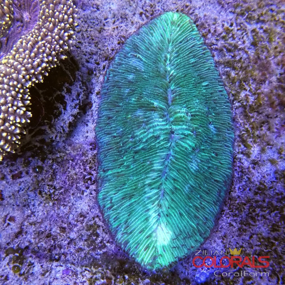 acropora