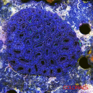 micromussa-lordowensis acanthastrea 2