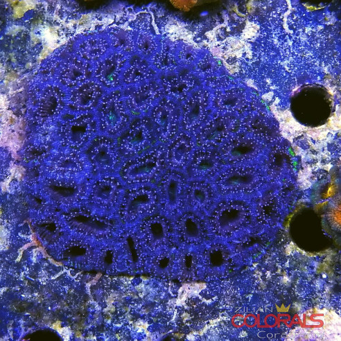 micromussa-lordowensis acanthastrea