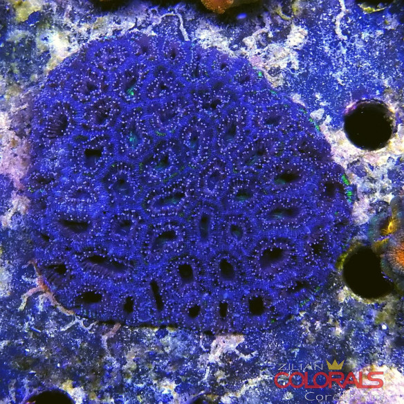 micromussa-lordowensis acanthastrea