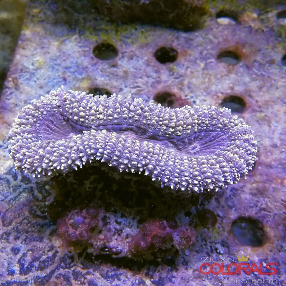lobophyllia