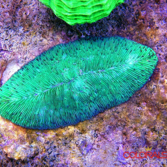 acropora