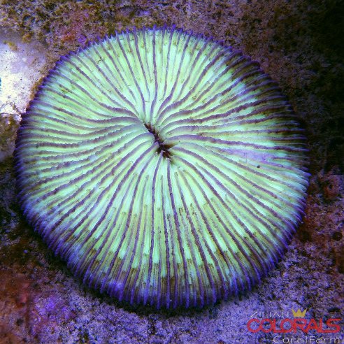 fungia
