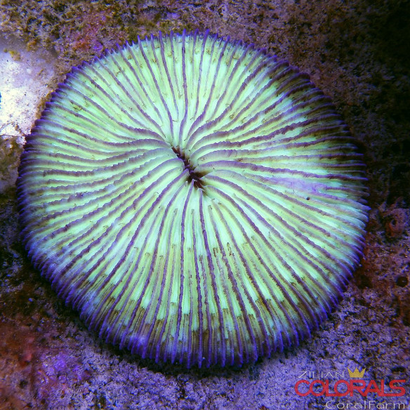 fungia