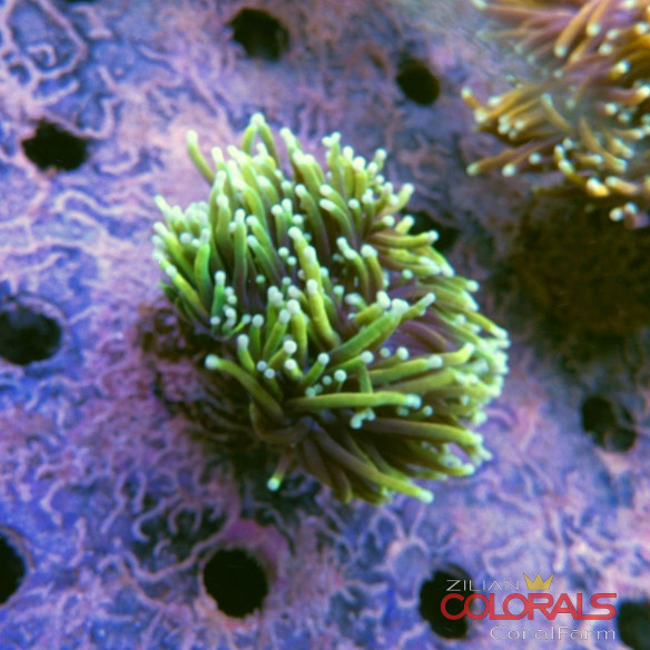 euphyllia-glabrescens