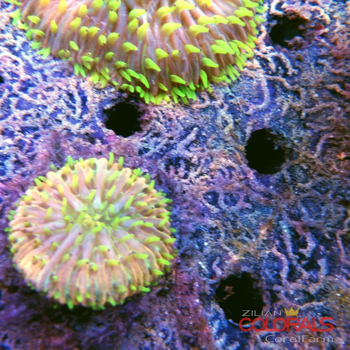 fungia
