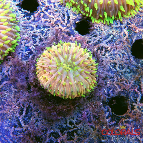 fungia