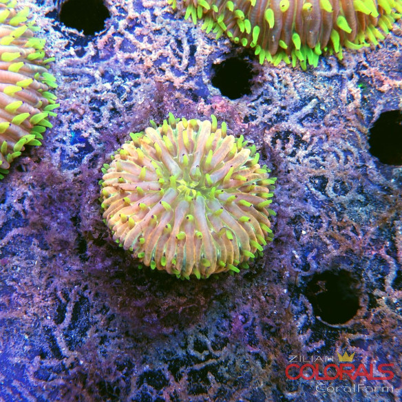 fungia