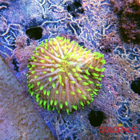 fungia