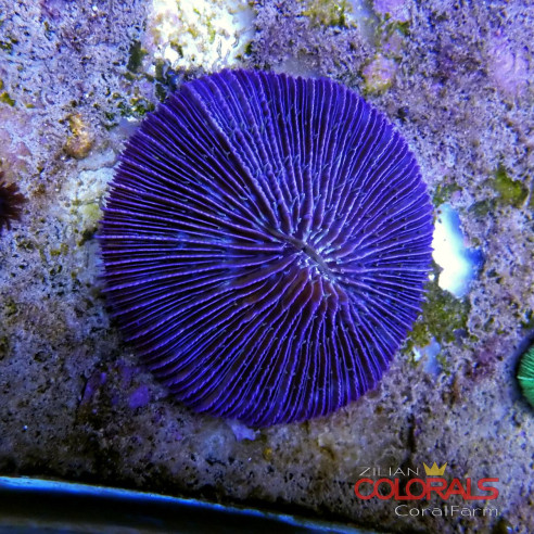 fungia