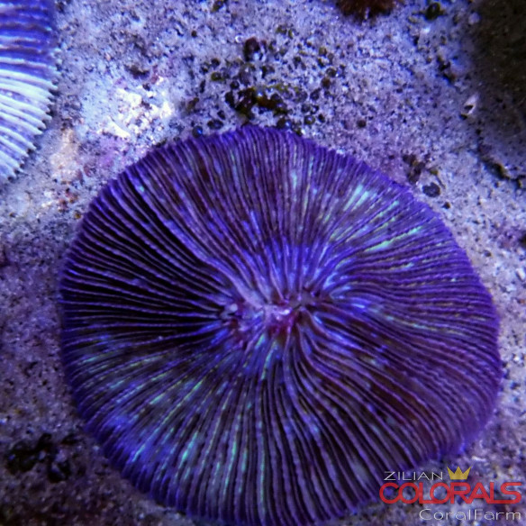 fungia