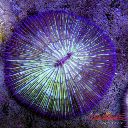 fungia