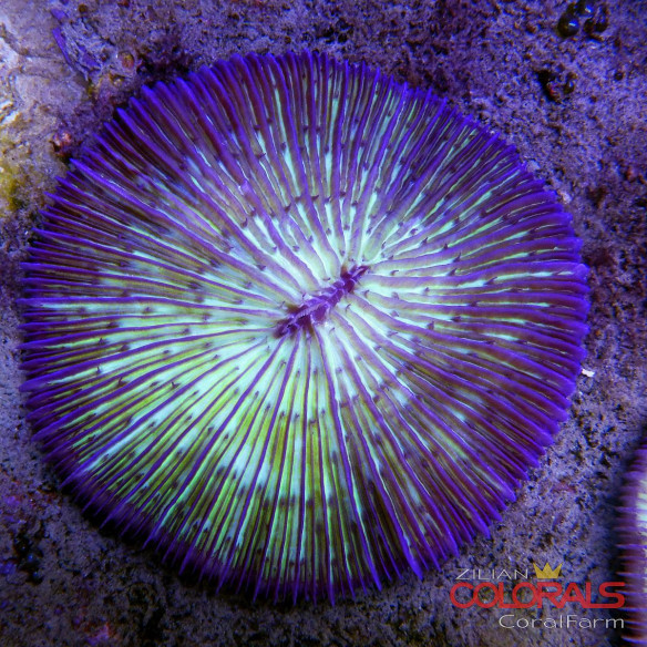 fungia