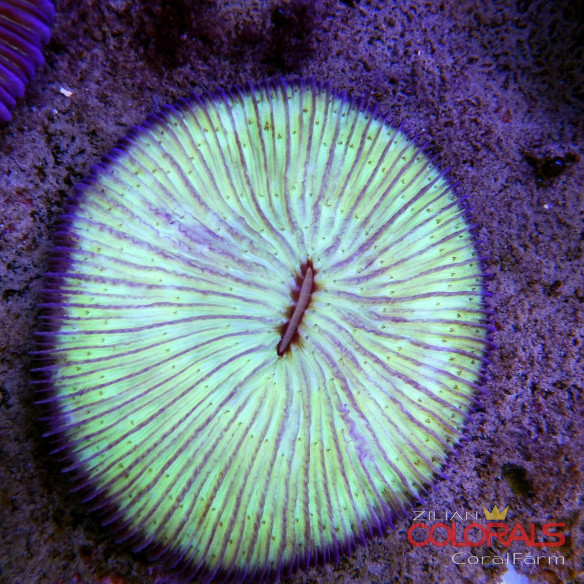 fungia