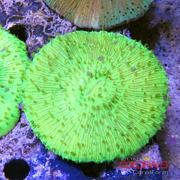 fungia