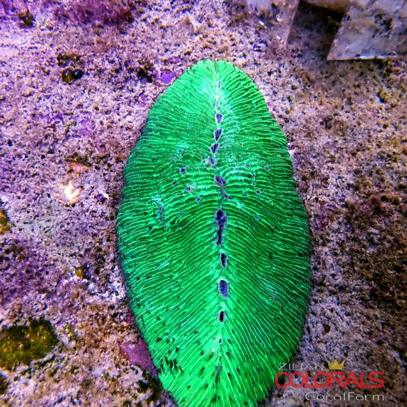 acropora