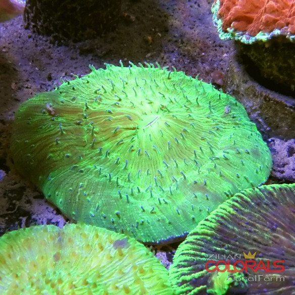 fungia