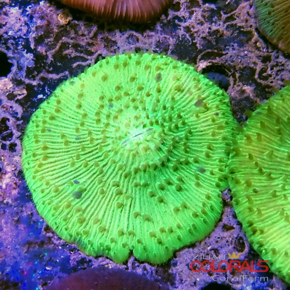 fungia