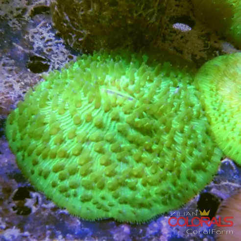 fungia