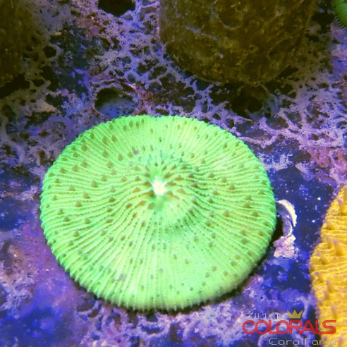 fungia