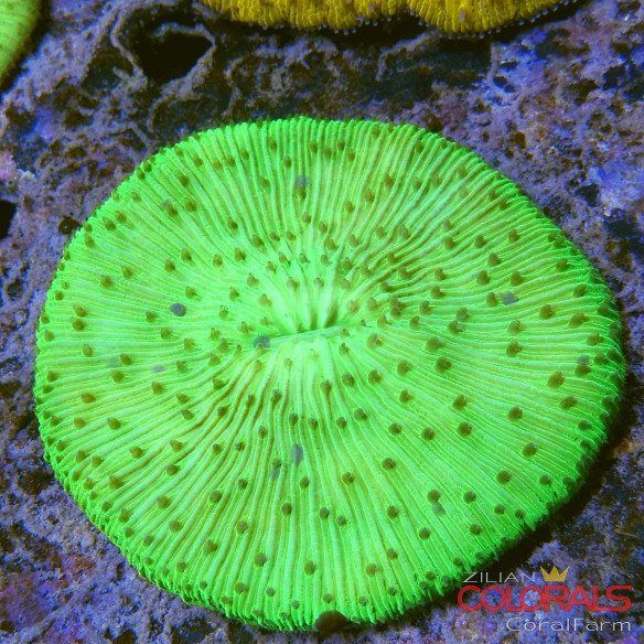 fungia