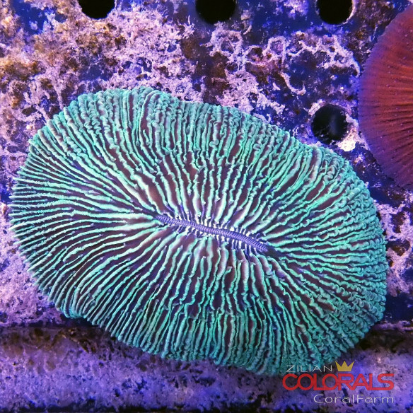 acropora