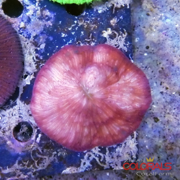 fungia