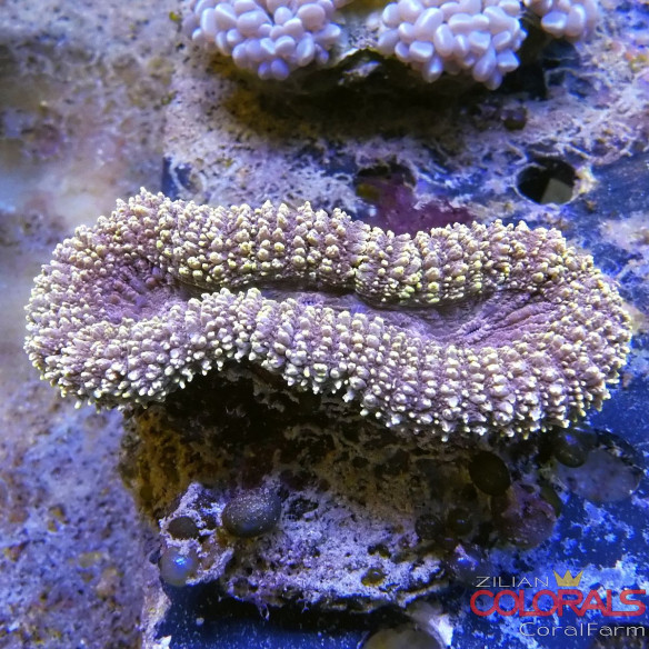 lobophyllia