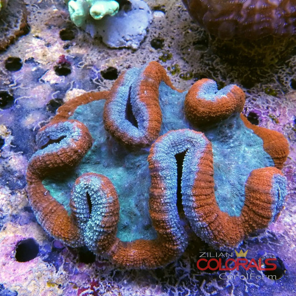symphyllia lobophyllia