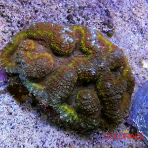 lobophyllia
