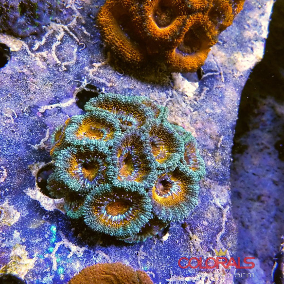 micromussa-lordowensis acanthastrea