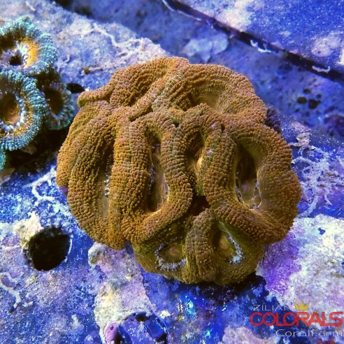 micromussa-lordowensis acanthastrea