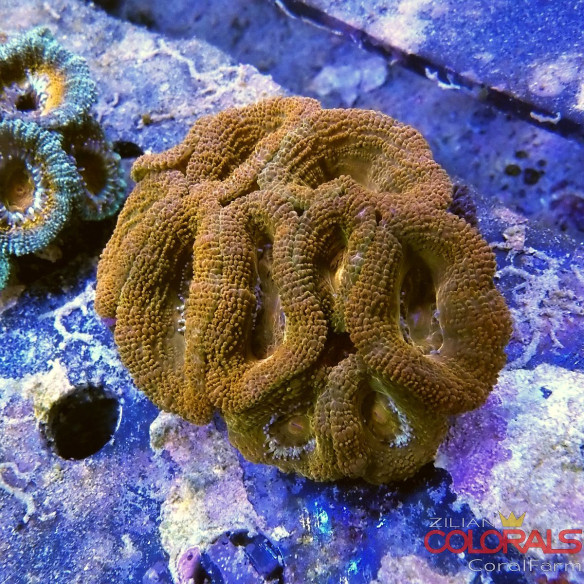 micromussa-lordowensis acanthastrea