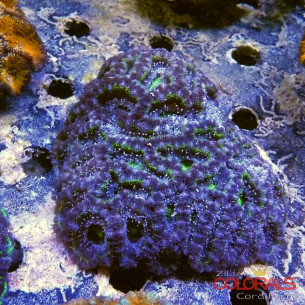 micromussa-lordowensis acanthastrea