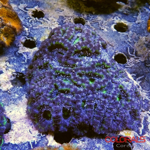 micromussa-lordowensis acanthastrea