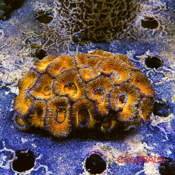 micromussa-lordowensis acanthastrea