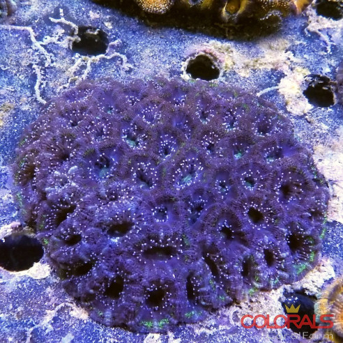 micromussa-lordowensis acanthastrea