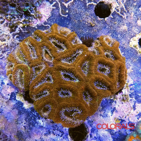micromussa-lordowensis acanthastrea